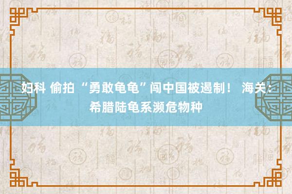妇科 偷拍 “勇敢龟龟”闯中国被遏制！ 海关：希腊陆龟系濒危物种
