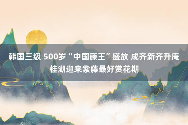 韩国三级 500岁“中国藤王”盛放 成齐新齐升庵桂湖迎来紫藤最好赏花期